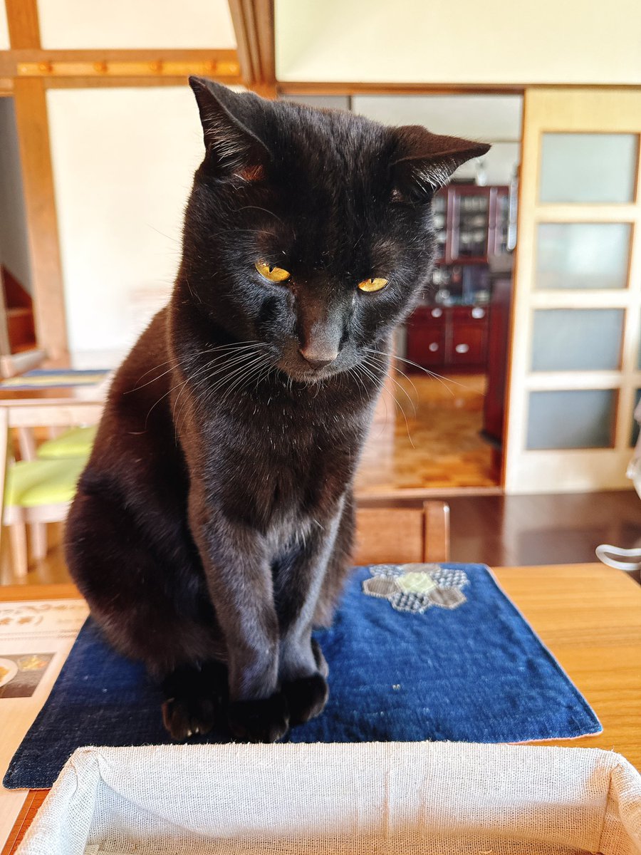 fujihappyspot's tweet photo. 富士市オムライスの旅！
最近お気に入りの森島『ふちゃカフェ』さん。フードメニューはナポリタンとオムライス！珈琲は好きな豆が選べます☕︎猫ちゃんは3匹、シャーシャーする子からなつっこい子まで😺日々のストレスがなかったことになるカフェ

#富士市
#ふちゃカフェ
#オムライス
#猫がいるカフェ https://t.co/WuW61vClGm