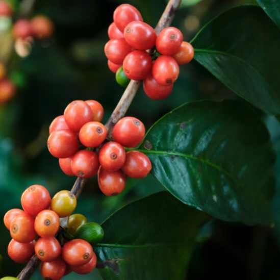 RizzoMB's tweet photo. What is Pink Bourbon Coffee? The Best Coffee I've ever had!

https://t.co/OpeurLEfdW

#coffee #coffeelover #specialtycoffee https://t.co/PoHxXyHggA