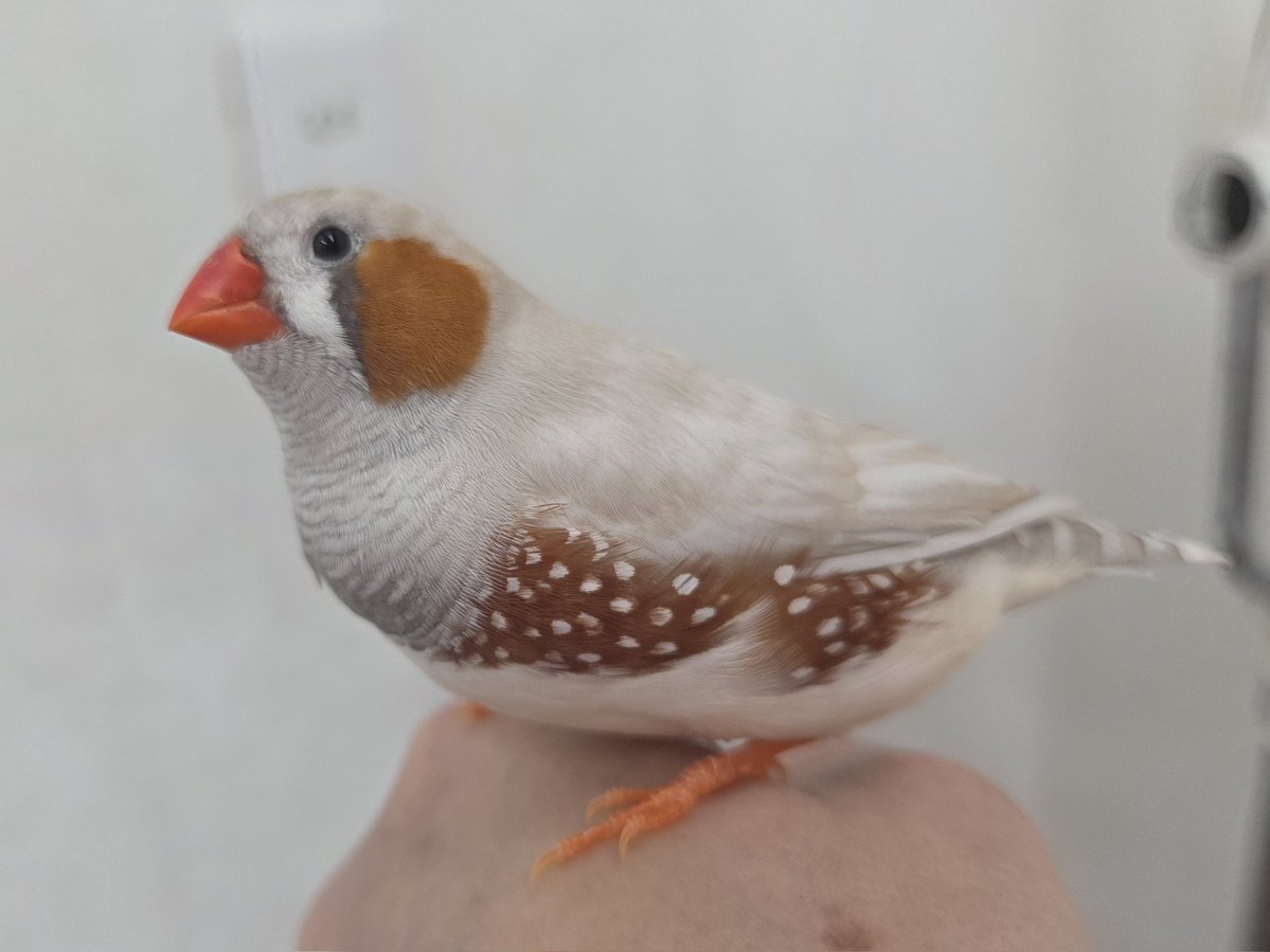 mococo tweet media