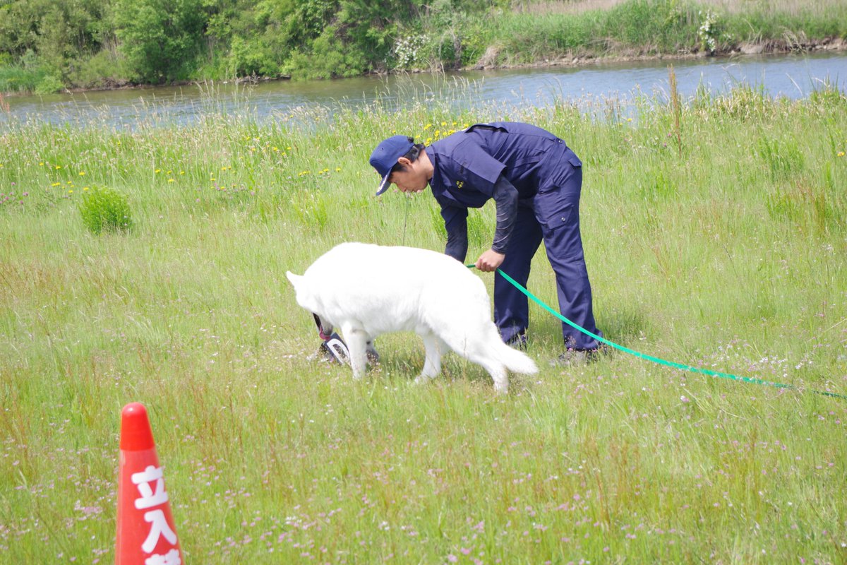 TP_kouhou's tweet photo. 【鑑識課】

◇春の警察犬訓練会のお知らせ◇

５/12(火)鳥取市、５/13(水)米子市で警察犬訓練会を開催しました。

警察犬５頭と訓練犬１頭、指導手４人が参加し、
足跡追及、臭気選別を行い、日頃の訓練の成果を披露しました。 https://t.co/NxnEgBQbMk