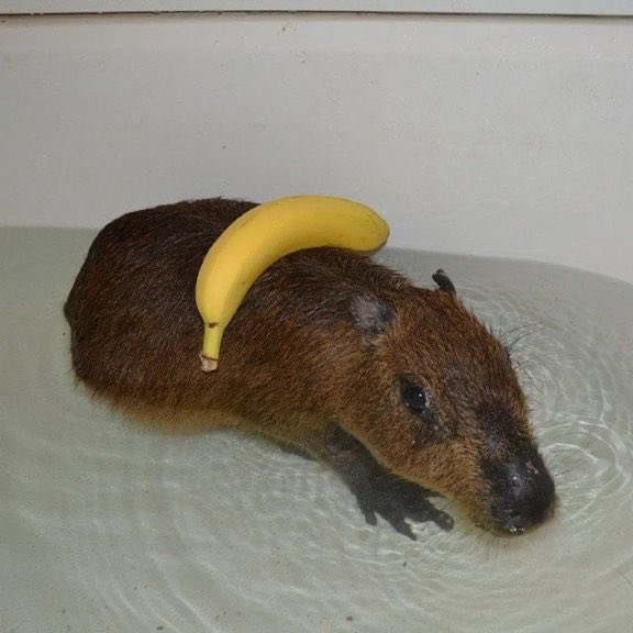 capybara ꕤ tweet media