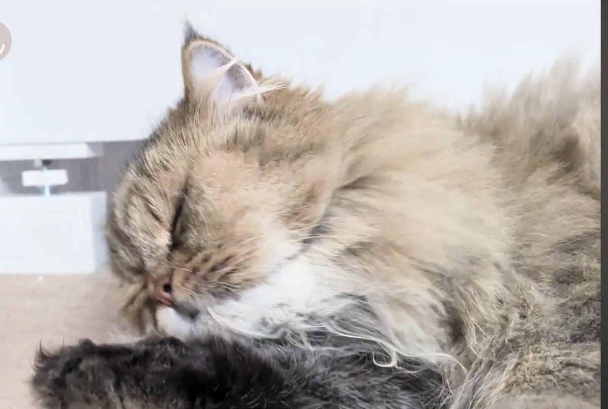 猫のたろう (@puritanaratarou) / Posts / X