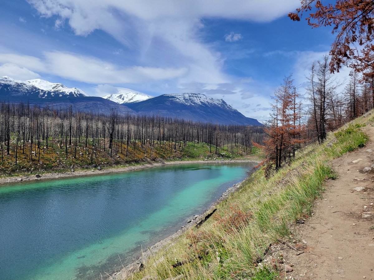 StarrySummitCDN's tweet photo. Great views and signs of the regeneration of the forest around the newly re-opened Valley of the Five Lakes Trail.
#myjasper https://t.co/A8OAeabSG1