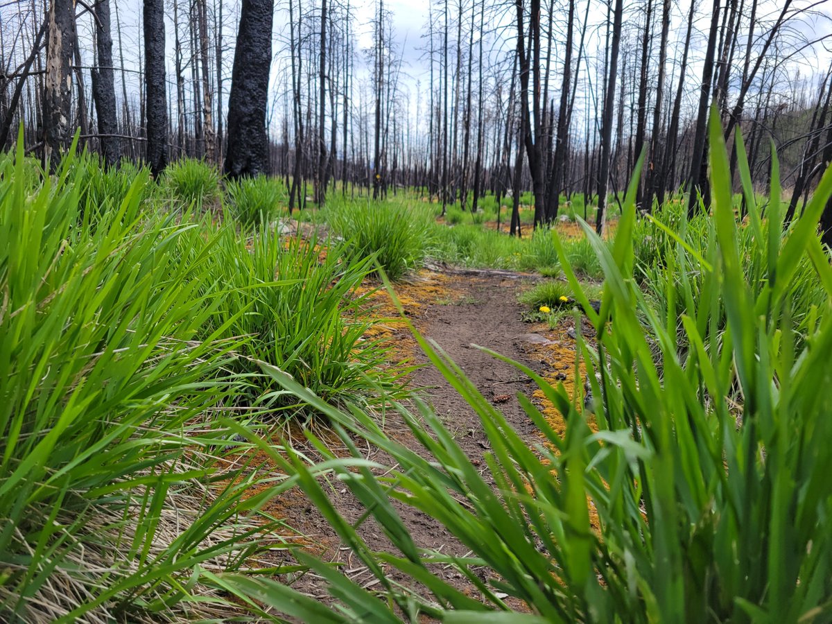 StarrySummitCDN's tweet photo. Great views and signs of the regeneration of the forest around the newly re-opened Valley of the Five Lakes Trail.
#myjasper https://t.co/A8OAeabSG1