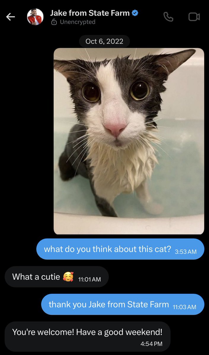 Soggy Cat enjoyer tweet media