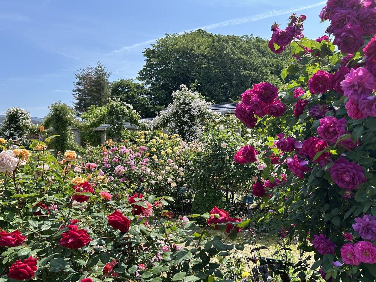 echigo_park's tweet photo. ながおか香りのばら園
見頃継続中🌹🌹🌹

香りはご来園いただかないとわからないのて、是非来て体感してください😊💡 https://t.co/hSqN4ZZkzZ