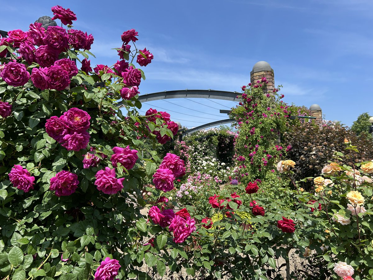 echigo_park's tweet photo. ながおか香りのばら園
見頃継続中🌹🌹🌹

香りはご来園いただかないとわからないのて、是非来て体感してください😊💡 https://t.co/hSqN4ZZkzZ