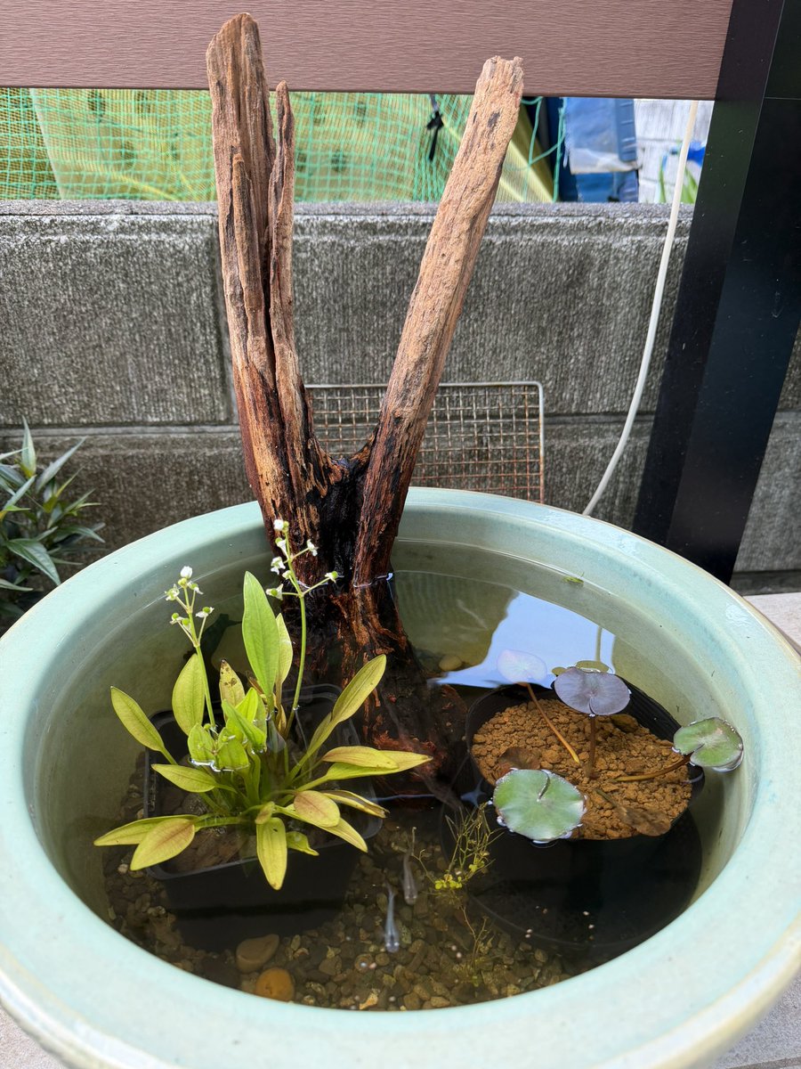 YAquarium4's tweet photo. 一昨日、アクアショップBUENOさんで買ってきた流木🪵

睡蓮鉢に入れてみました。 https://t.co/SpzRNExCQx