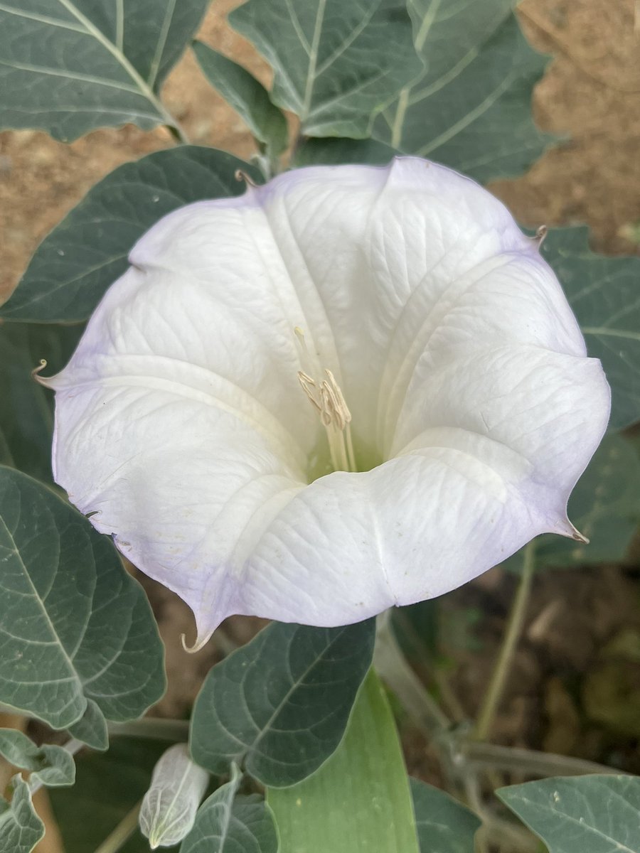 69KittyLickr's tweet photo. A wildflower, like you honey!
I miss you bby! https://t.co/6Fnb4G845v