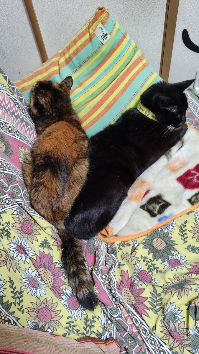 Raven_Cat_0's tweet photo. 今日のネコ

#猫 https://t.co/3MCoBrWQPM