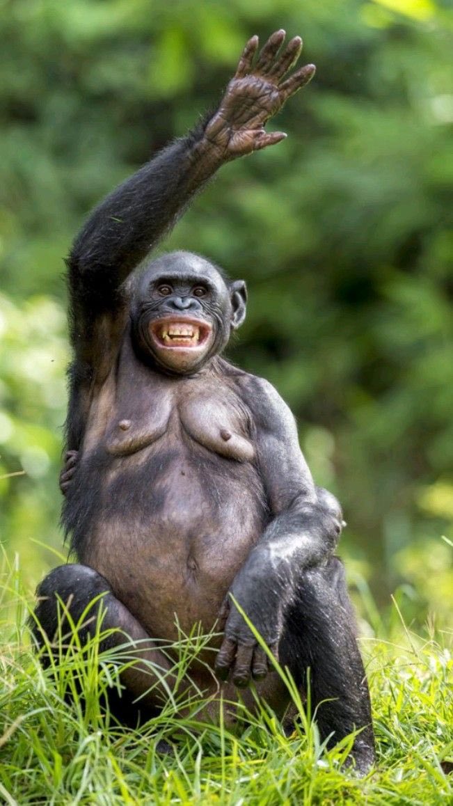 Chimpanzee tweet media