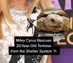 Swan tweet media