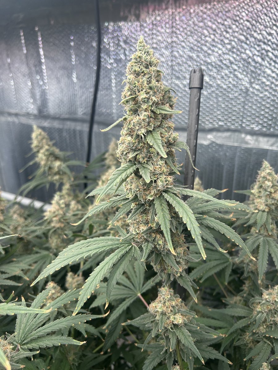 thecannalife420 tweet media