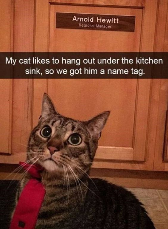 WholesomeMemes tweet media