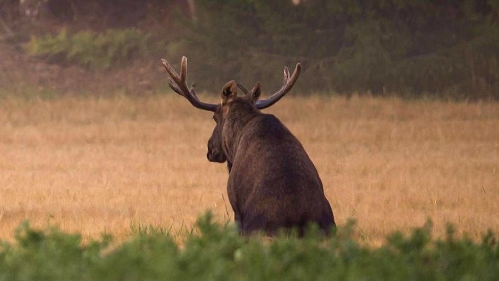 moose tweet media