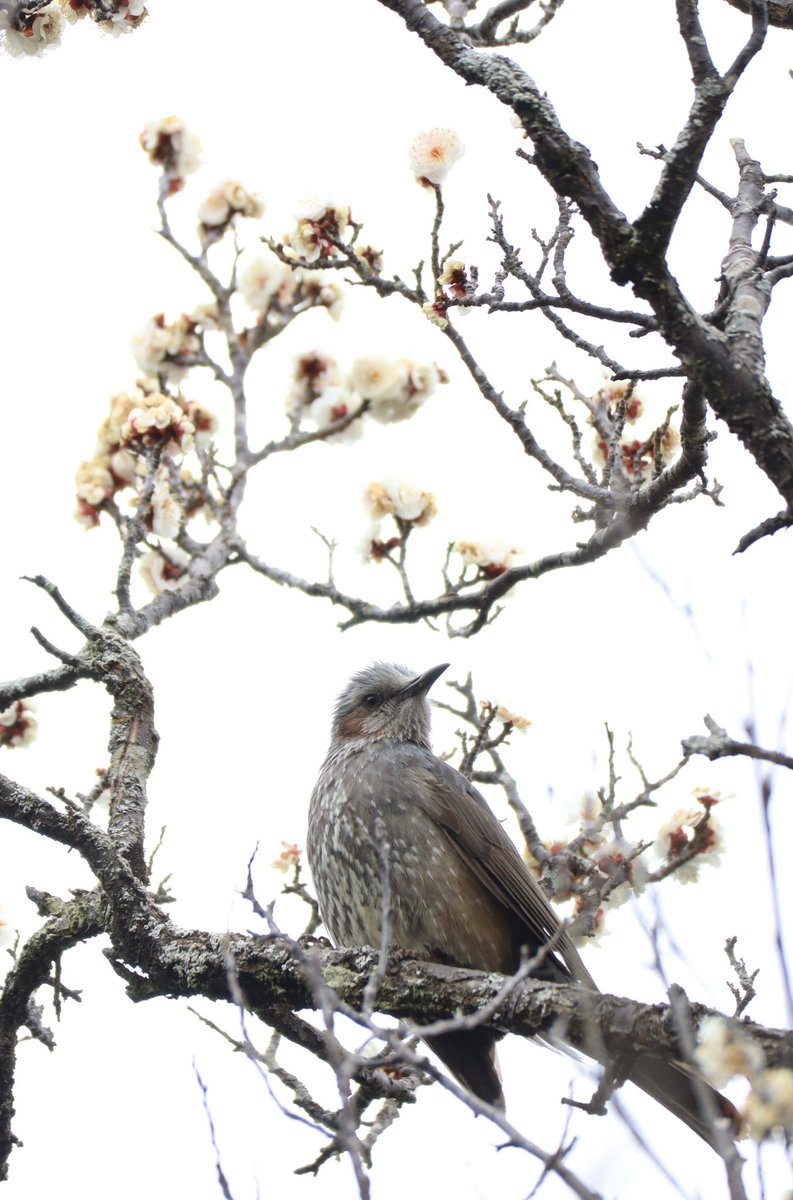 Sou___Zns's tweet photo. 🐦
#photography
#キリトリセカイ
#ファインダー越しの私の世界 https://t.co/oZ5ntaKfXi