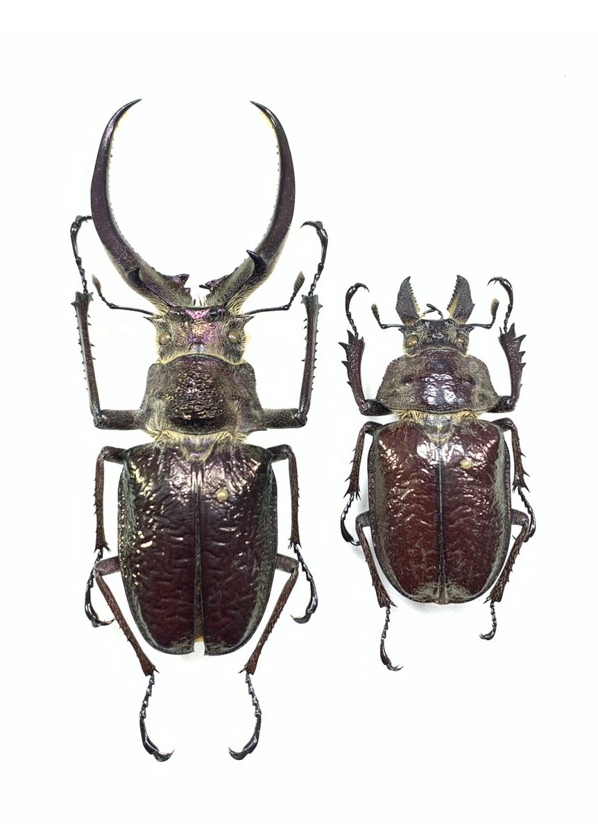 PTOP484907's tweet photo. 南米のクワガタもイイよね😍
Sphaenognathus giganteus
84.5mmはなかなか得難いサイズだ！！

#Sphaenognathusgiganteus 
#南米クワガタ
#ギガンテウスシワバネクワガタ https://t.co/Ux3QuL8qty