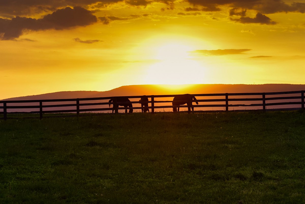 Blue Chip Farms tweet media
