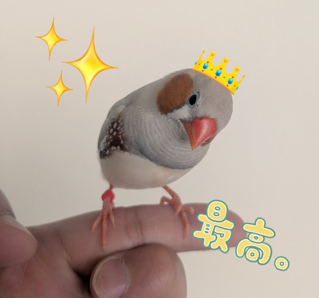 mococo tweet media