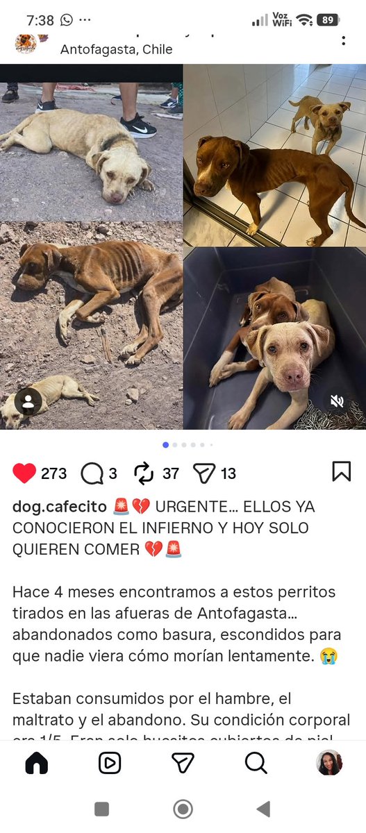 Katherin8782818's tweet photo. @dog.cafecito Instagram estos perritos desean comer #Antofagasta Falta un Saco de Comida,están en un Hogar Temporal,cuenta para aportar en la tercera foto Rt urgente https://t.co/RTz00Z1v5A