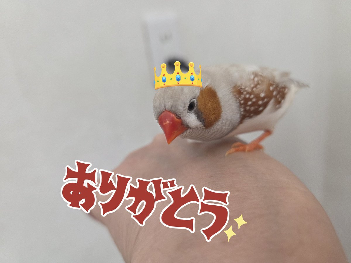 mococo tweet media