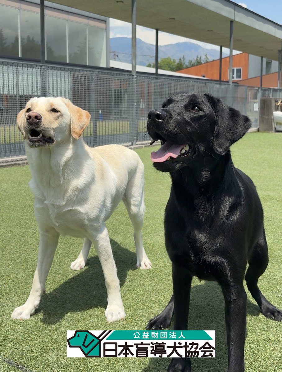 JGDA_GuideDog's tweet photo. 【イベント情報】
草木や日差しが一気に夏めいて来ましたね🌳🌞
寒暖差の大きい日が続きますので、皆さんも体調管理には気を付けてお過ごしください💭
6月のイベント情報をHPにて更新しています！
ぜひ足をお運びください。
https://t.co/Hm4ghpdkL0

#日本盲導犬協会 #盲導犬 #視覚障害 https://t.co/5QJbQAvl0M