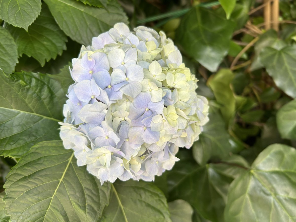 紫陽花 #hydrangea