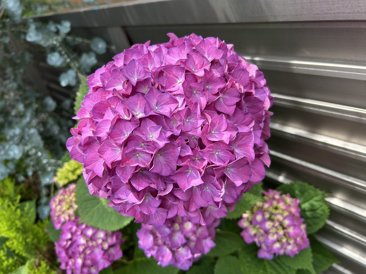 紫陽花 #hydrangea