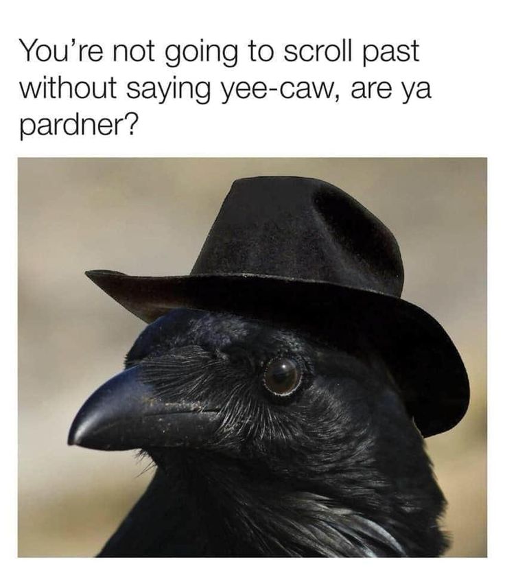 Crow tweet media