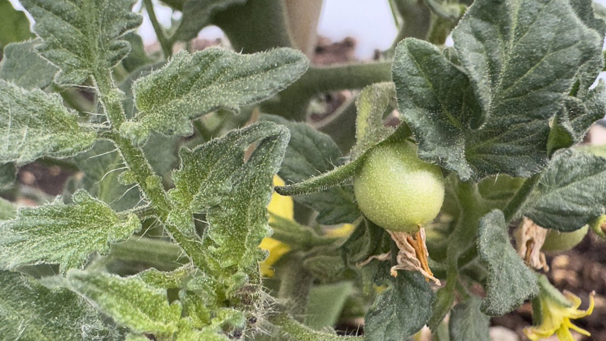 SephSpawn's tweet photo. God I love growing my own food. Nasturtiums and sun gold cherry tomatoes are loving the warm weather https://t.co/2gdDXRHkRC