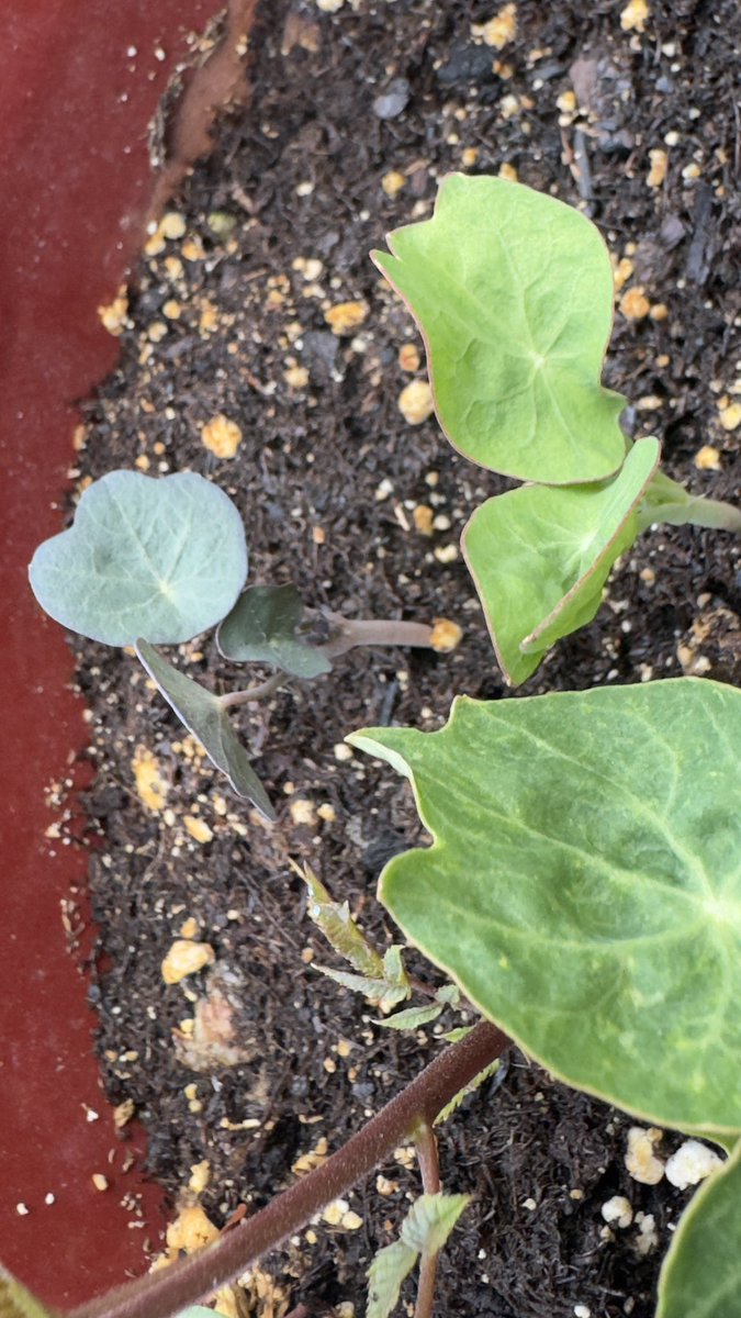SephSpawn's tweet photo. God I love growing my own food. Nasturtiums and sun gold cherry tomatoes are loving the warm weather https://t.co/2gdDXRHkRC