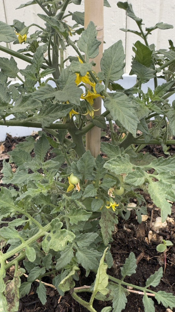 SephSpawn's tweet photo. God I love growing my own food. Nasturtiums and sun gold cherry tomatoes are loving the warm weather https://t.co/2gdDXRHkRC