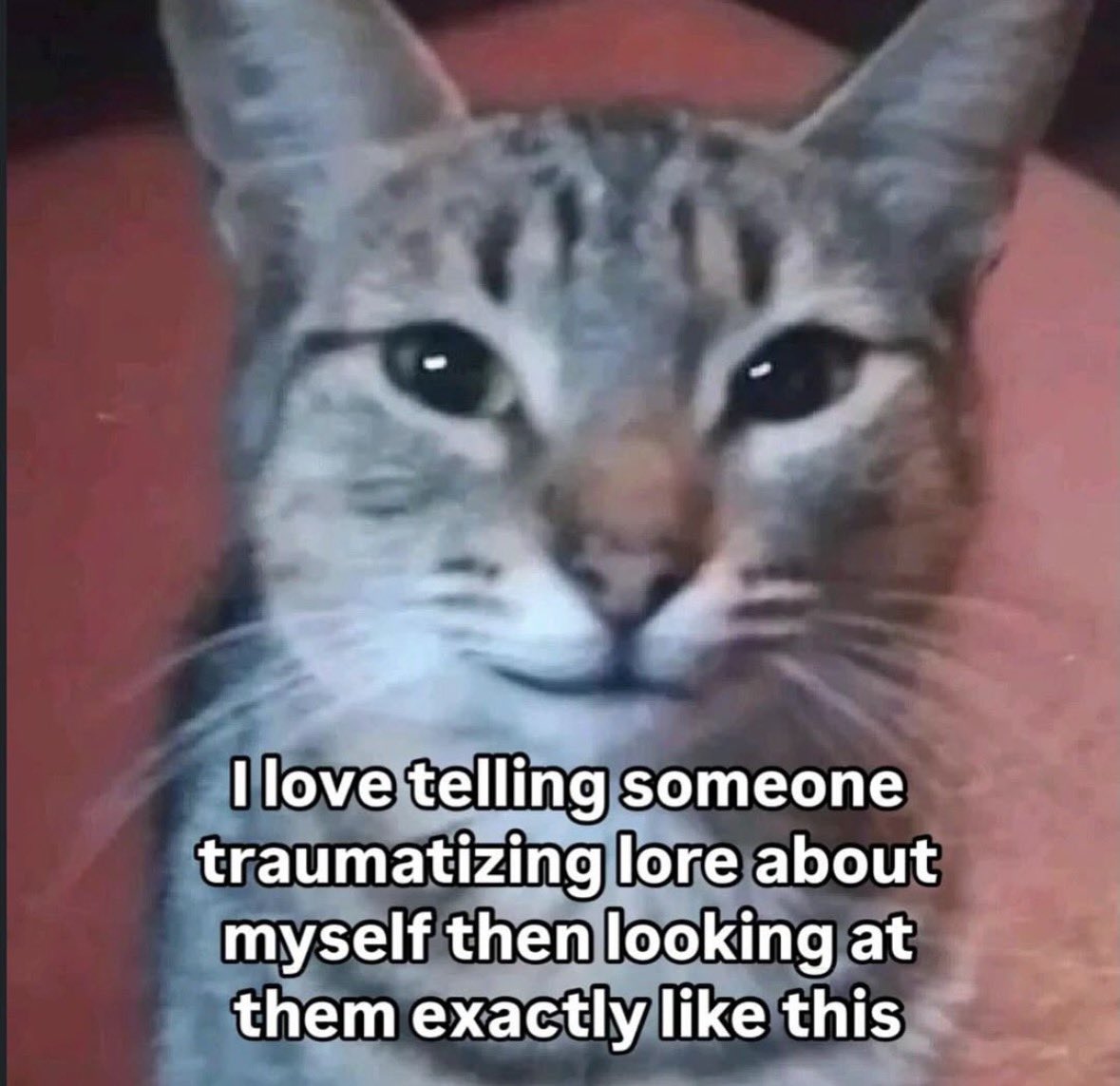 LiterallyMeCats tweet media