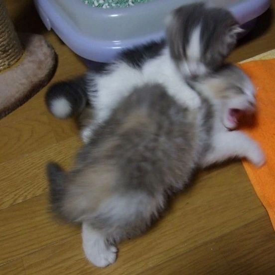 Punch Cat tweet media