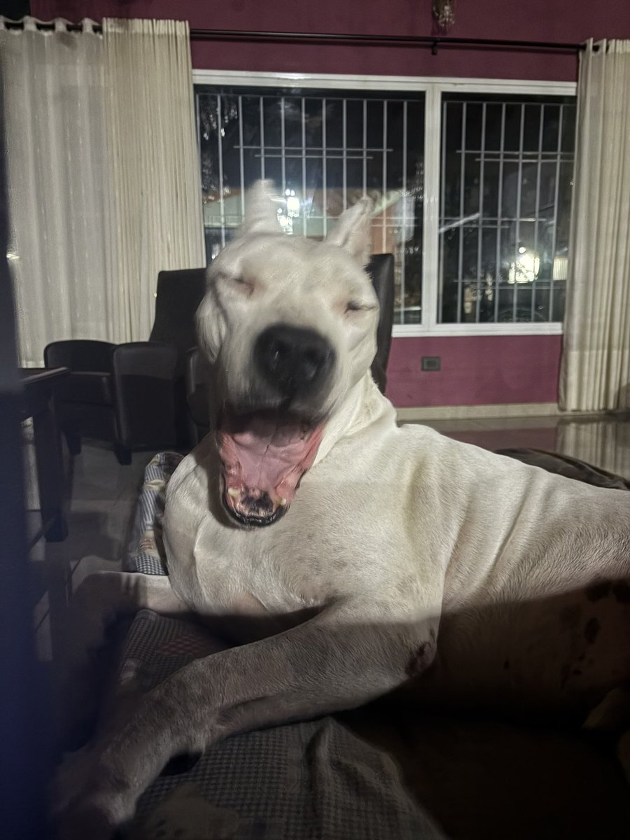 La mama del pocho campeón del mundo 🐶 tweet media