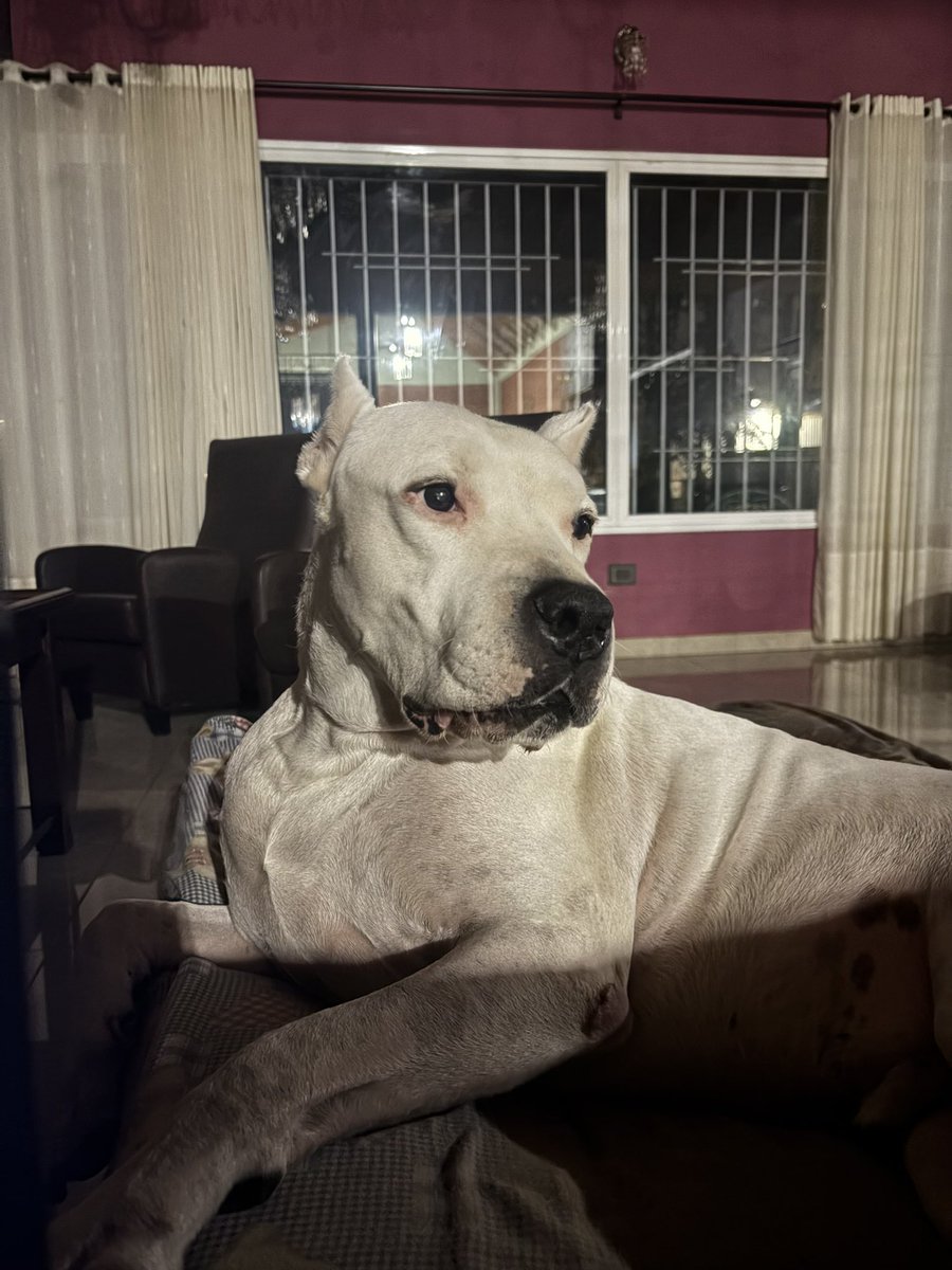 La mama del pocho campeón del mundo 🐶 tweet media