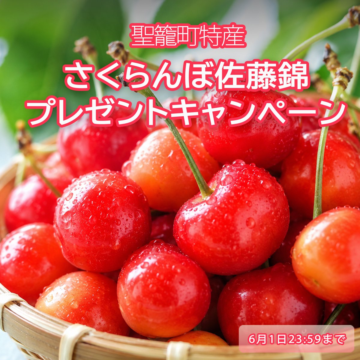 新潟県観光協会【公式】 tweet media