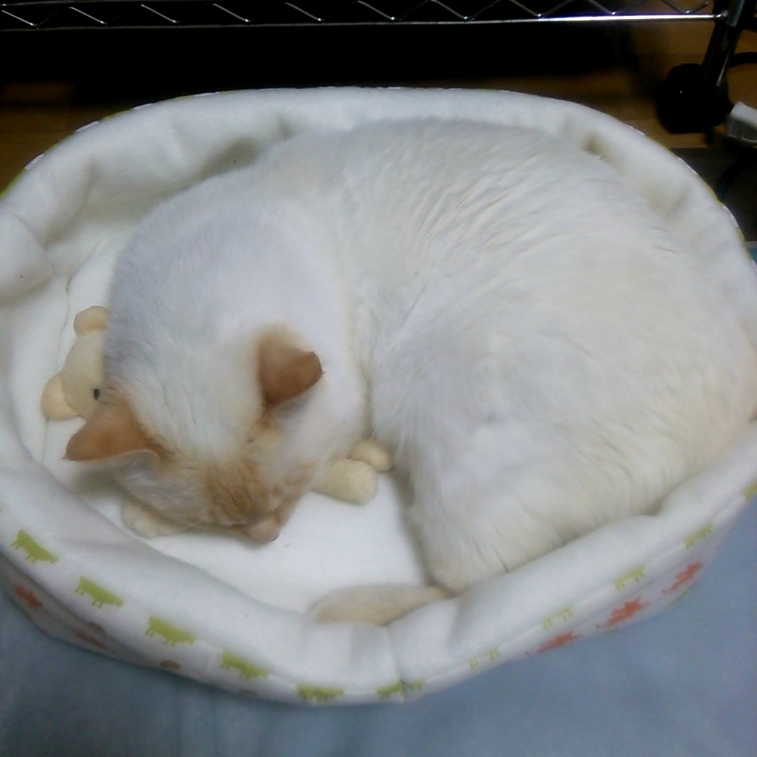 dennekoden's tweet photo. 5月25日は　#保護猫の日　
パヤパヤだったしーさんも
立派な家猫に。
あんなに白かったのに…
焦げて美味しそうになりました🐾 https://t.co/BGyCZLXafd