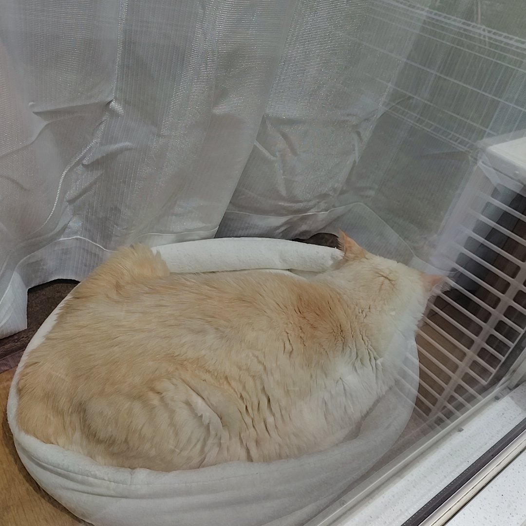 dennekoden's tweet photo. 5月25日は　#保護猫の日　
パヤパヤだったしーさんも
立派な家猫に。
あんなに白かったのに…
焦げて美味しそうになりました🐾 https://t.co/BGyCZLXafd