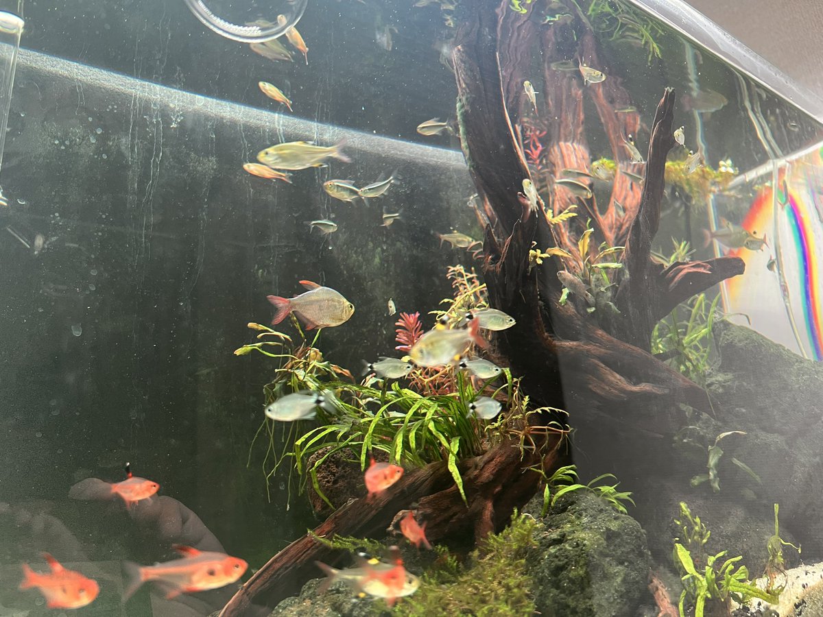 togen0114's tweet photo. 魚は安くても、ちゃんと飼ってそれなりに数がいれば綺麗だと思うの。 https://t.co/r0z2IMCHgS