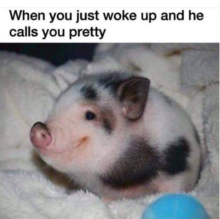 WholesomeMeme's tweet photo. https://t.co/5u1P3sr8CF