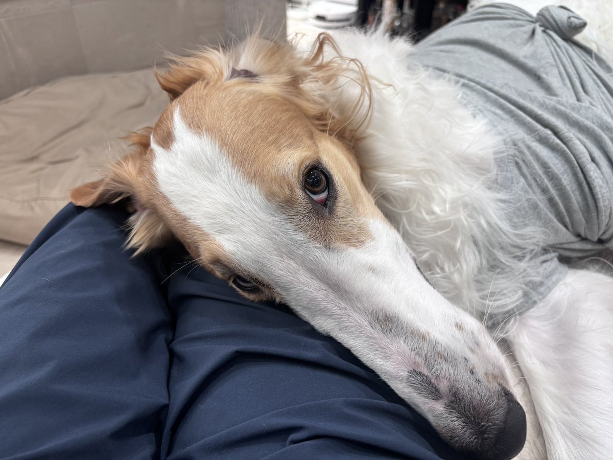 ベル🐶ラム ボルゾイ tweet media