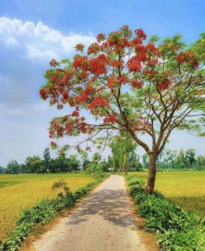 Mita Hossain tweet media