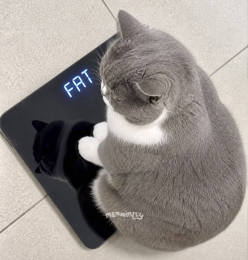 KitCat..Kit💚CAT tweet media