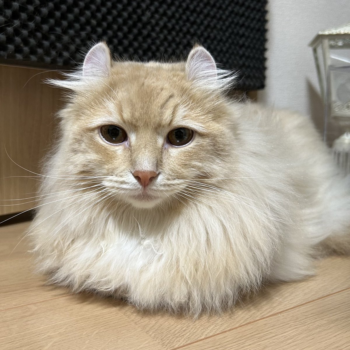 ちゃろこ🐈 tweet media