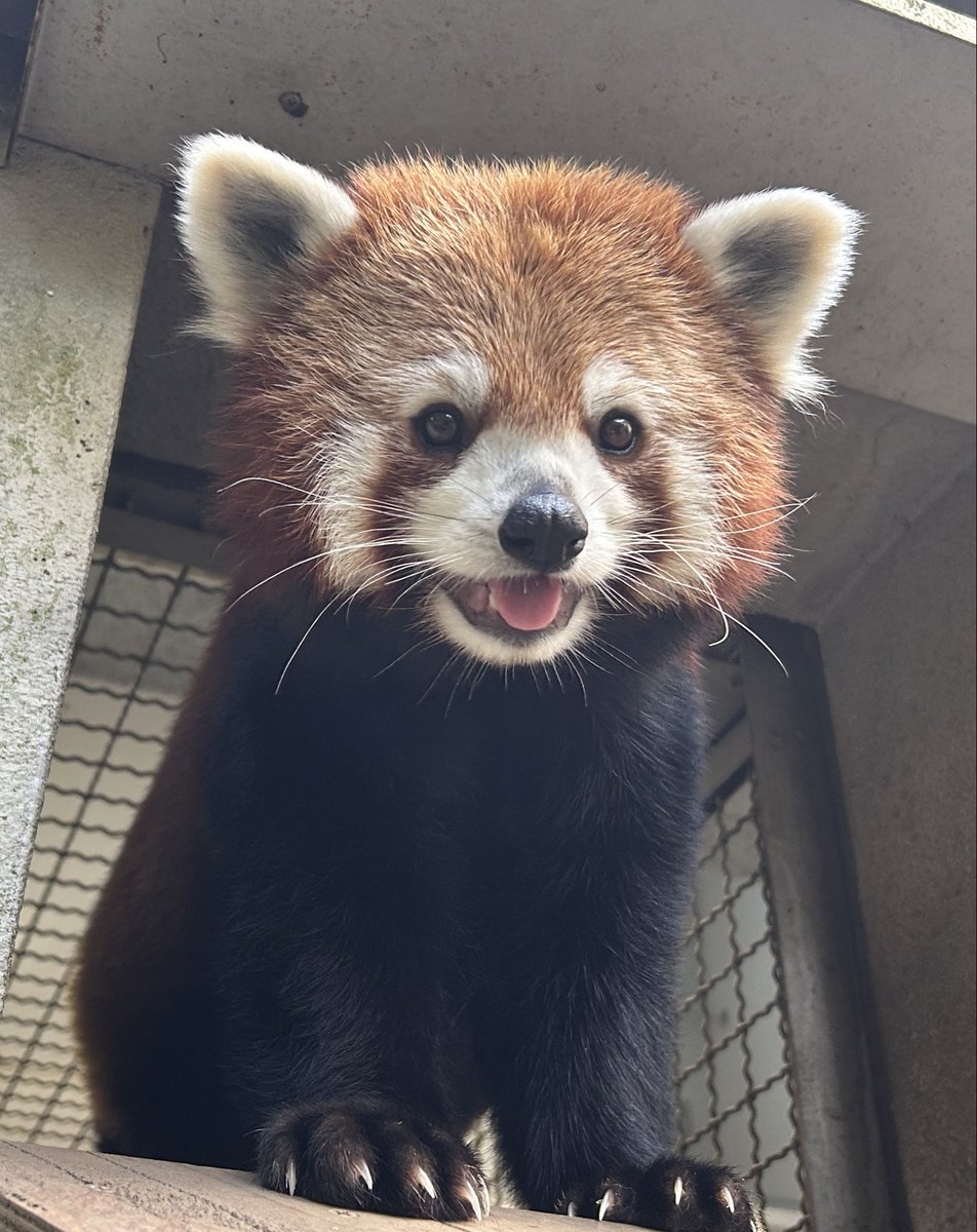 熊本市動植物園(公式) tweet media