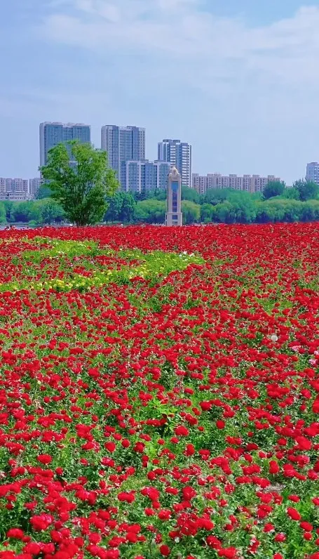 Weifang Moments tweet media
