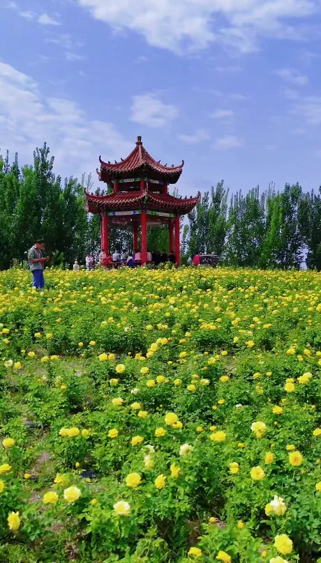 Weifang Moments tweet media