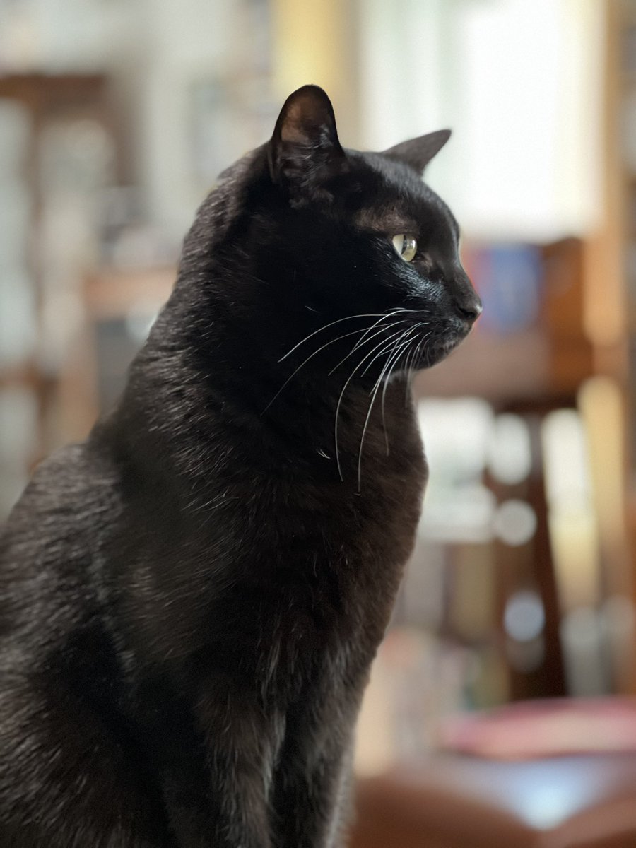 Ms Marilyn has moonjoy 🇺🇸 🐈⬛ 🐈⬛ 🐈 🐈 tweet media