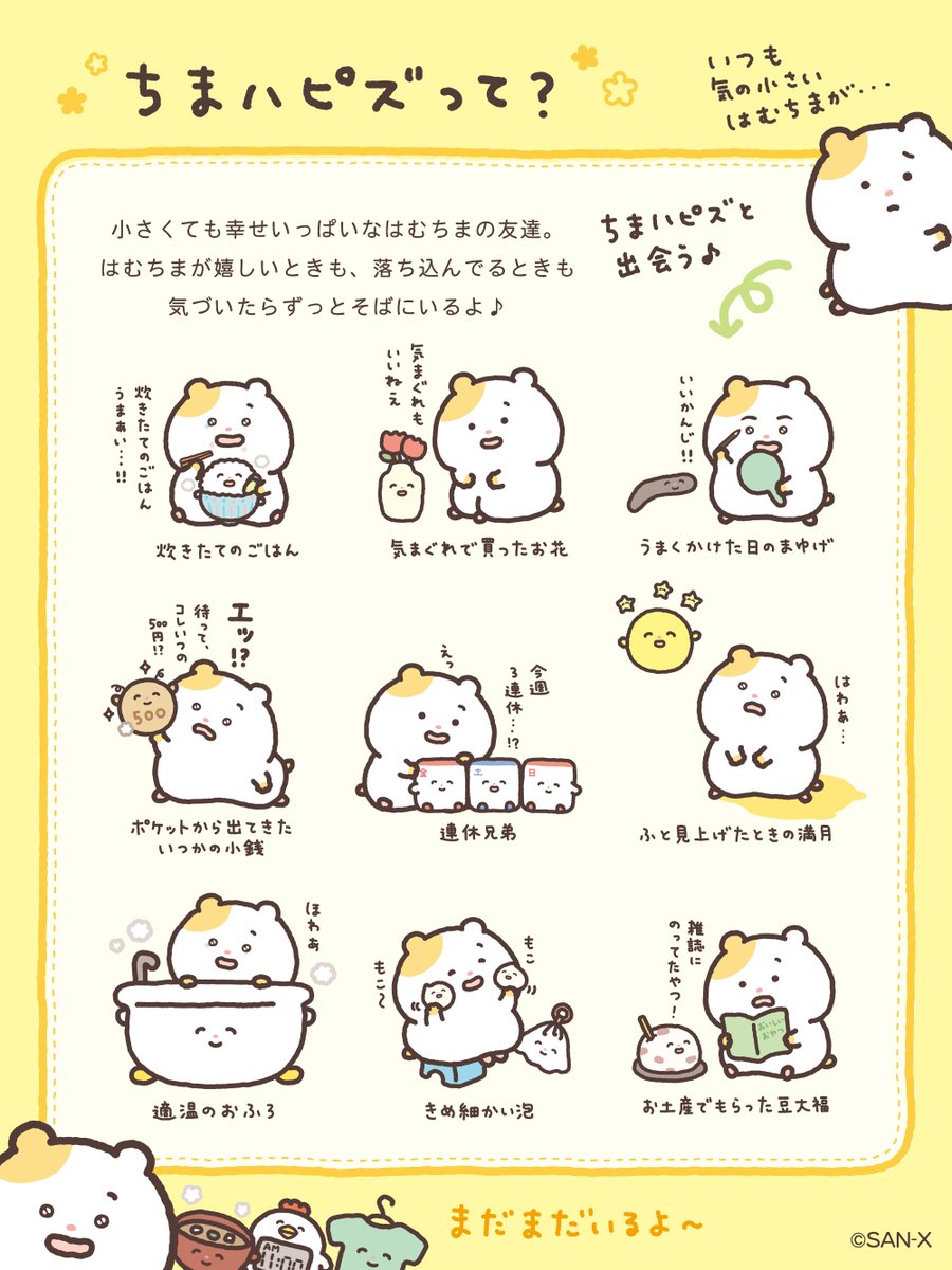 まいにちはむちま【公式】 tweet media